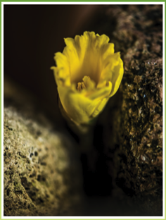 Easter Flower